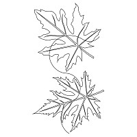 maple leaf brd crn 3